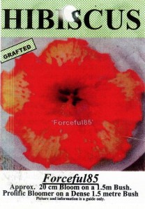 Hibiscus 85